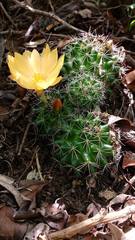 Mammillaria beneckei
