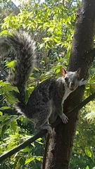 Sciurus variegatoides