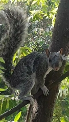 Sciurus variegatoides