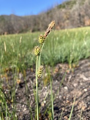 Carex serratodens