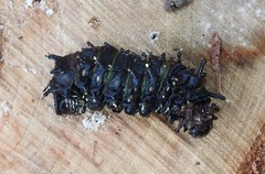 Opodiphthera eucalypti