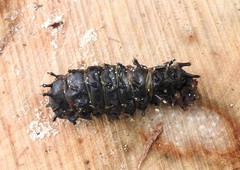 Opodiphthera eucalypti