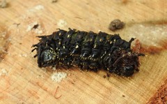 Opodiphthera eucalypti