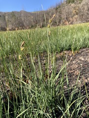 Carex serratodens