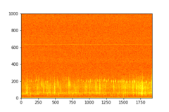 Tadarida brasiliensis