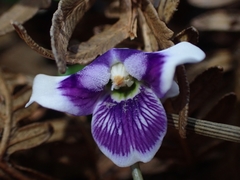 Viola banksii