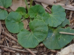 Viola banksii
