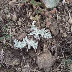 Psephellus turgaicus