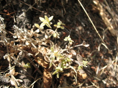 Galium californicum californicum