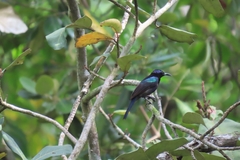 Leptocoma calcostetha