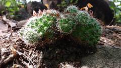 Mammillaria beneckei