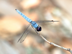 Brachydiplax duivenbodei