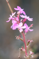 Stylidium montanum
