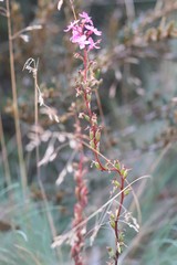 Stylidium montanum