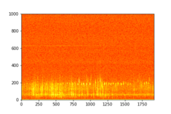 Tadarida brasiliensis