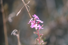 Stylidium montanum