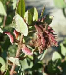 Arctostaphylos montereyensis