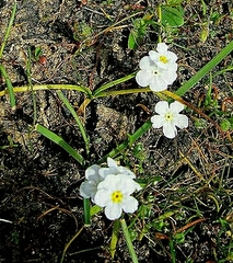 Plagiobothrys chorisianus hickmanii