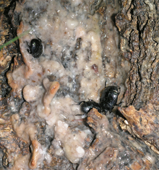 Margarinotus striola