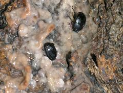 Margarinotus striola