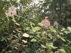 Holodiscus discolor discolor