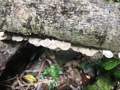 Favolus spatulatus