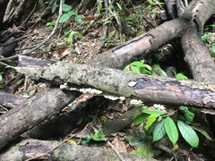Favolus spatulatus