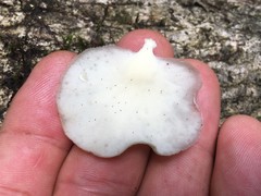 Favolus spatulatus
