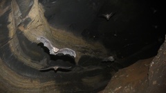 Mormoops megalophylla