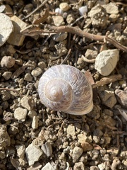 Cornu aspersum