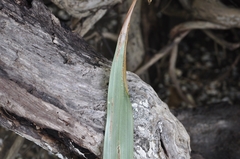 Donacostola notabilis
