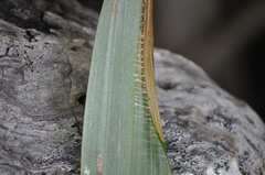 Donacostola notabilis