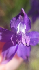 Delphinium gracilentum