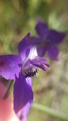 Delphinium gracilentum