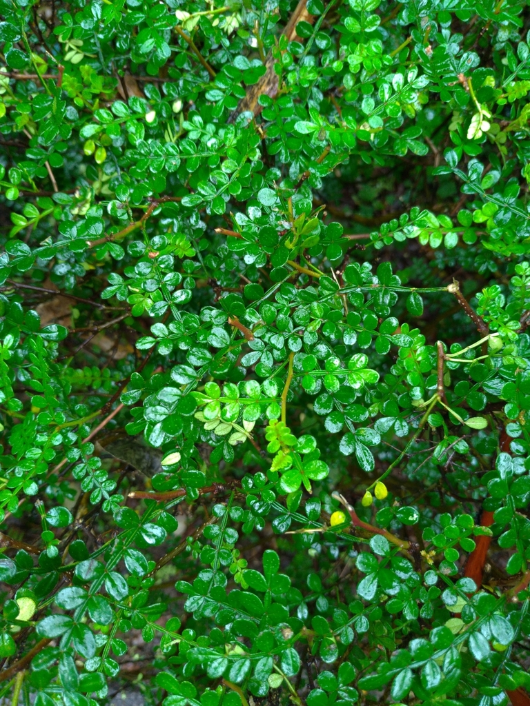 Chinese Pepper Tree