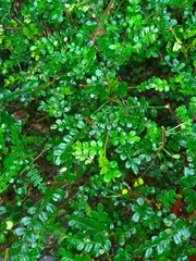 Zanthoxylum beecheyanum