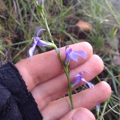 Lobelia gruina