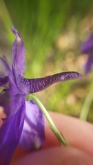 Delphinium gracilentum