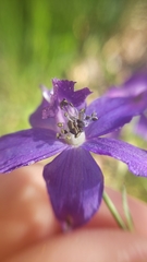Delphinium gracilentum
