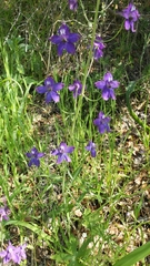 Delphinium gracilentum