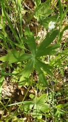 Delphinium gracilentum