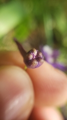 Delphinium gracilentum