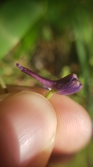 Delphinium gracilentum
