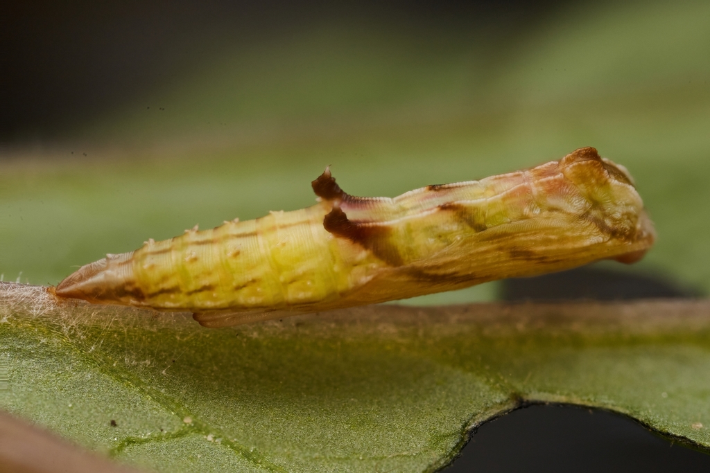 Geranium Plume Moth