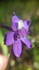 Delphinium gracilentum