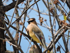 Bombycilla cedrorum
