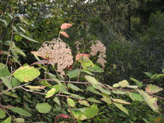 Holodiscus discolor discolor