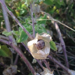 Physalis patula