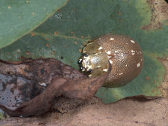 Paropsis aegrota