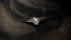 Mormoops megalophylla